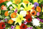 花①.pngのサムネイル画像